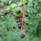 Preview: Traubenkirsche