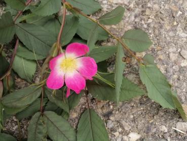 Rotblatt-Rose