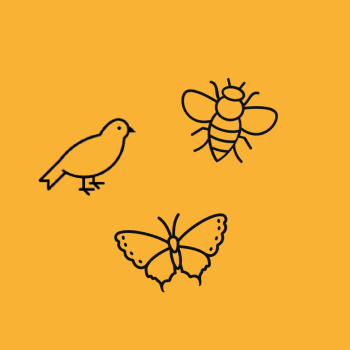 Biodiversitäts-Hecke für Bienen, Schmetterlinge und Vögel