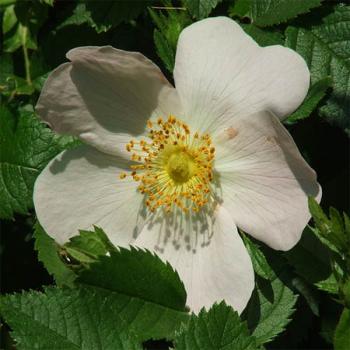 Busch-Rose