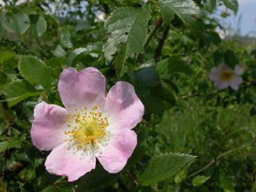 Mittelgebirgs-Hunds-Rose