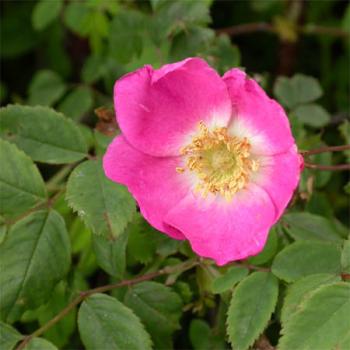 Hängefrucht-Rose