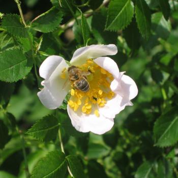Hunds-Rose
