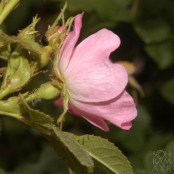Kleinblütige Rose