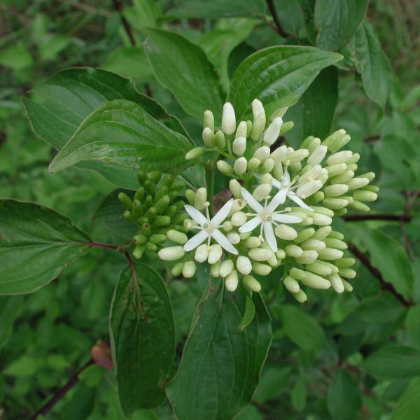 Roter Hartriegel