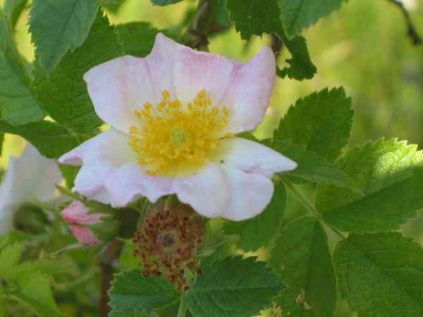 Busch-Rose