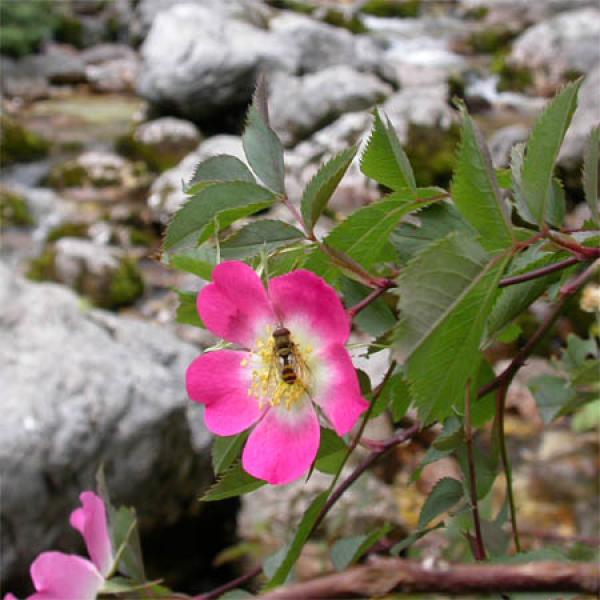 Hängefrucht-Rose