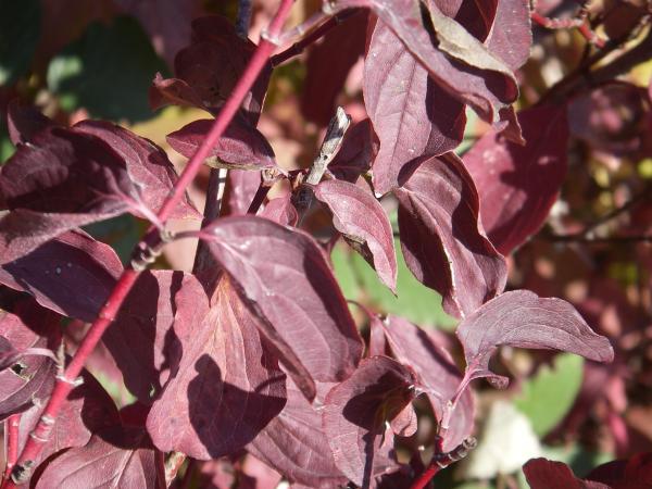 Roter Hartriegel