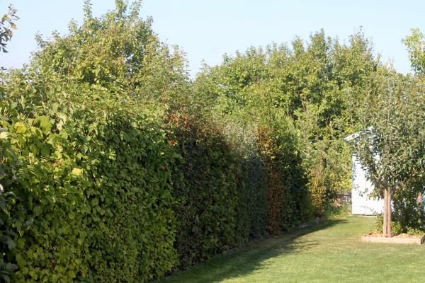 Sichtschutzhecke