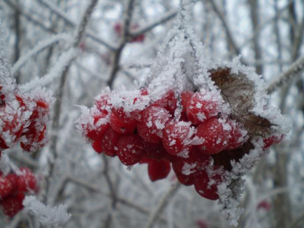 Gewöhnlicher Schneeball